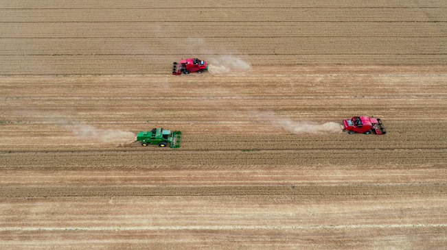 【&ldquo;飛閱&rdquo;中國】黃河兩岸，麥浪翻滾遍地金
