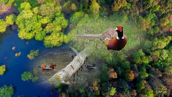 世界地球日丨神奇珍稀動(dòng)物在哪里？車八嶺國家級自然保護(hù)區(qū)走一波