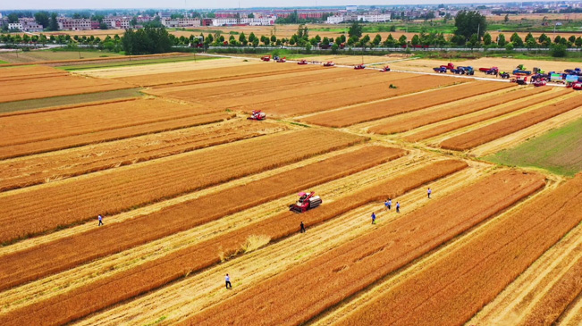 瞰豐收！風吹麥浪 &ldquo;鐵馬&rdquo;馳騁