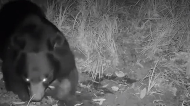 熊出沒！云南拍到黑熊喝水滾泥潭畫面