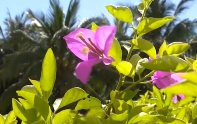 海南：超40℃！多市縣發(fā)布高溫預(yù)警