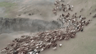 新疆福?？h43萬牲畜踏上夏季轉(zhuǎn)場路