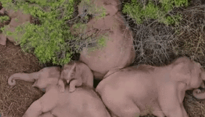 &ldquo;象&rdquo;往何處？ 亞洲象的&ldquo;正確睡姿&rdquo;什么樣？