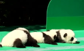 &ldquo;萌神&rdquo;駕到！新生熊貓寶寶&ldquo;C位&rdquo;亮相