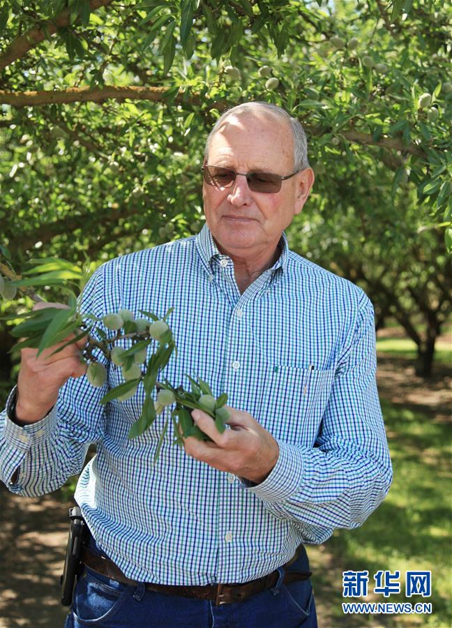 （國際&middot;圖文互動）（2）加州巴旦木種植業(yè)農(nóng)民期待中美早日消除貿(mào)易摩擦