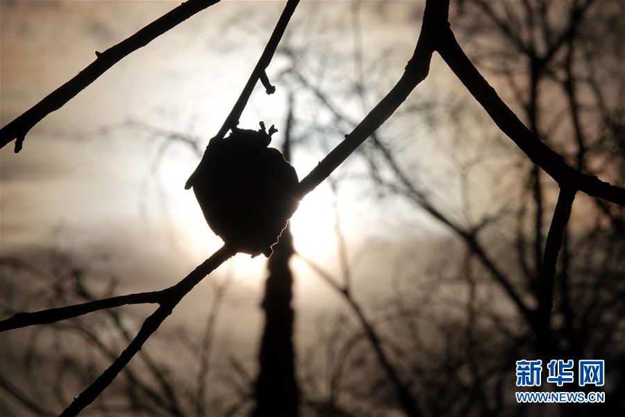 （國際&middot;圖文互動）（10）一場山火，讓這個冬天格外冷&mdash;&mdash;探訪美國加州山火災區(qū)