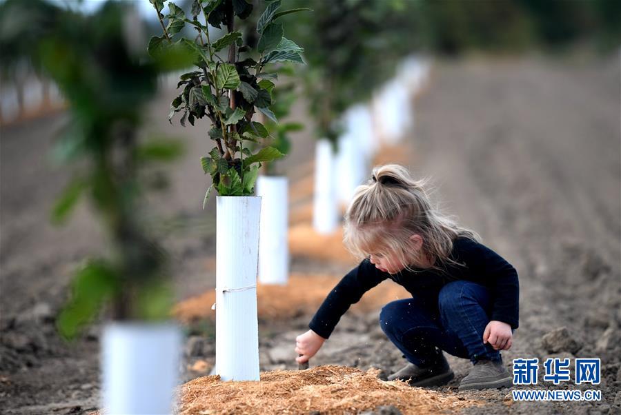 (國際·圖文互動(dòng))(10)“這些樹寄托著我們對(duì)中國市場的信心”——探訪美俄勒岡州榛子果農(nóng)