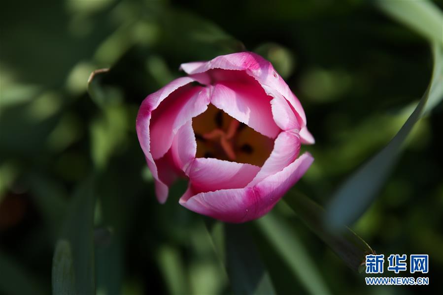 （國際&middot;北京世園會）（15）世界園林巡禮&mdash;&mdash;比利時拜加登城堡