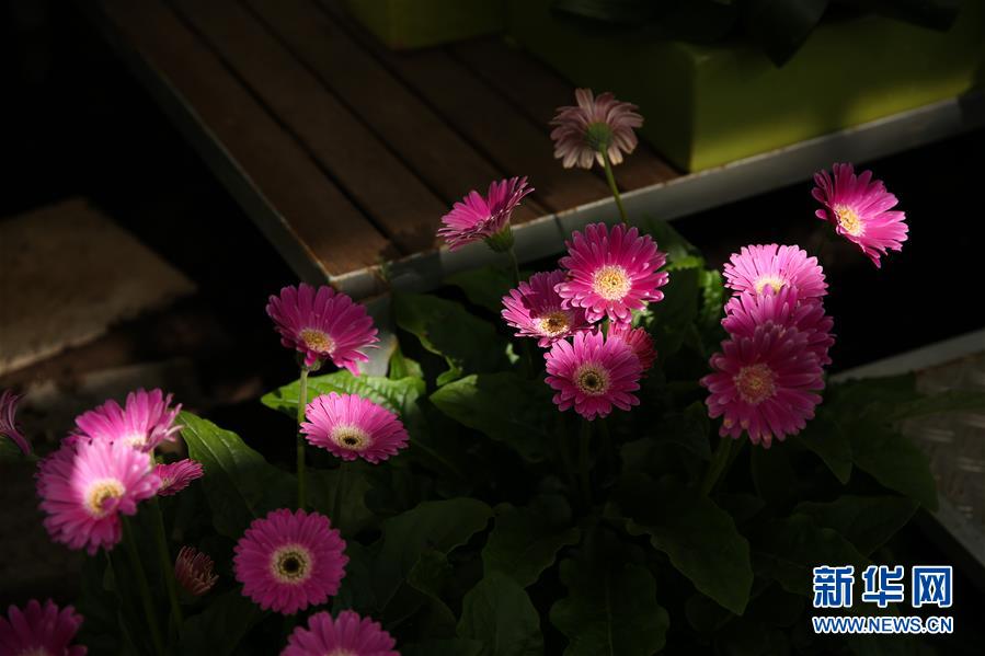 （國際&middot;北京世園會）（19）世界園林巡禮&mdash;&mdash;比利時(shí)拜加登城堡