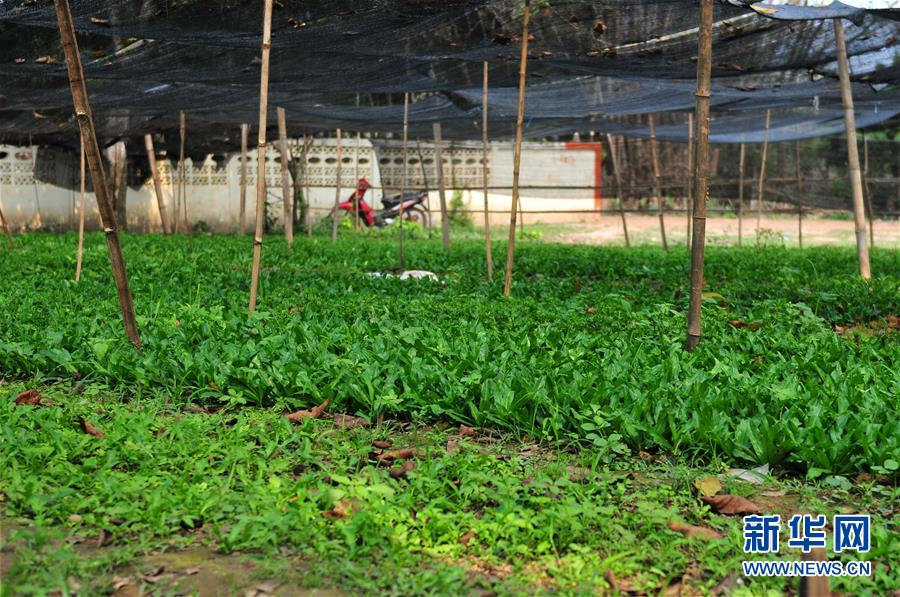 (國(guó)際·“一帶一路”高峰論壇·圖文互動(dòng))(3)蔬菜基地誕生記——中國(guó)技術(shù)讓老撾首都郊區(qū)農(nóng)戶(hù)受益匪淺