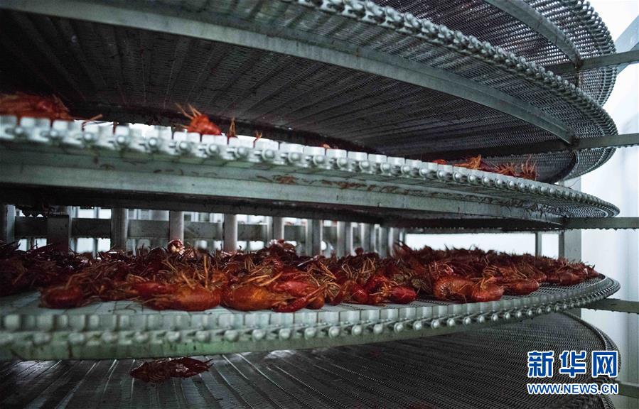 (國際·圖文互動)(12)從尼羅河畔到中國餐桌——一只“洋”小龍蝦的36小時旅程