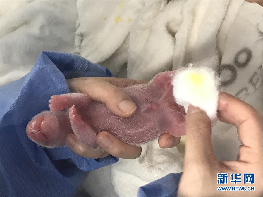 （國際）（2）旅德大熊貓&ldquo;夢夢&rdquo;產(chǎn)下雙胞胎