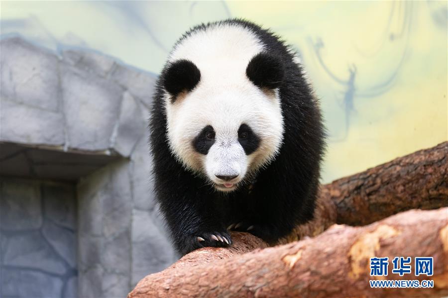 （新華全媒頭條&middot;圖文互動(dòng)）（11）特稿：新時(shí)代 新典范 新航程&mdash;&mdash;寫(xiě)在中俄建交70周年之際