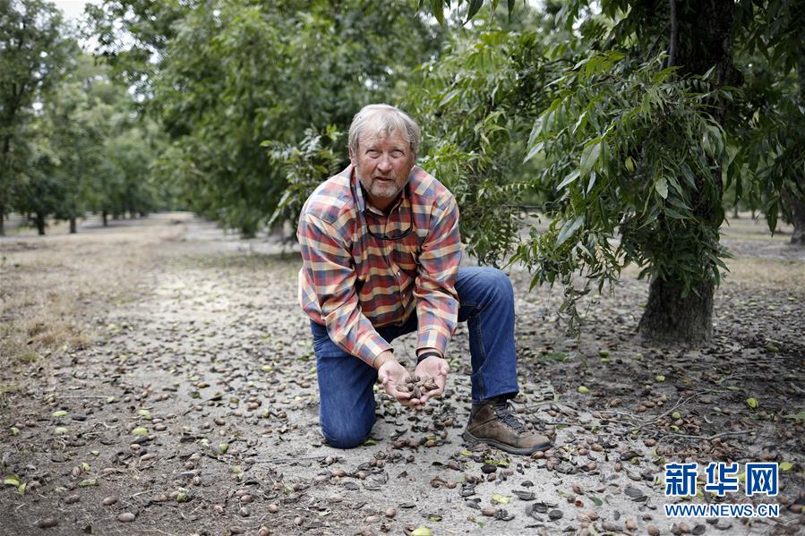 (國際·圖文互動)(4)通訊:期待美中盡早達成貿易協(xié)議——颶風和關稅夾擊下的美國山核桃種植戶盼重回中國市場