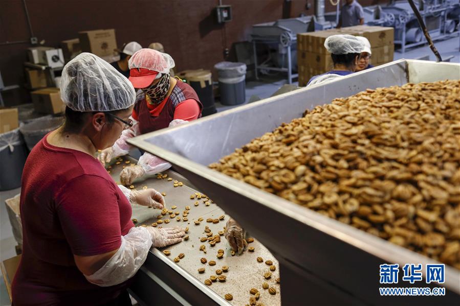 (國際·圖文互動)(7)通訊:期待美中盡早達成貿易協(xié)議——颶風和關稅夾擊下的美國山核桃種植戶盼重回中國市場