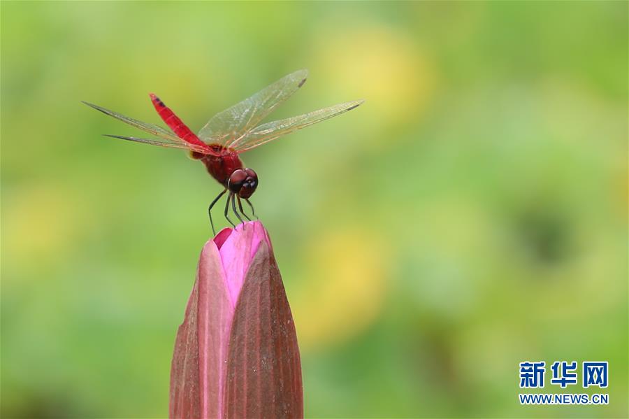 （國(guó)際&middot;年終報(bào)道）（7）2019，精&ldquo;彩&rdquo;紛呈