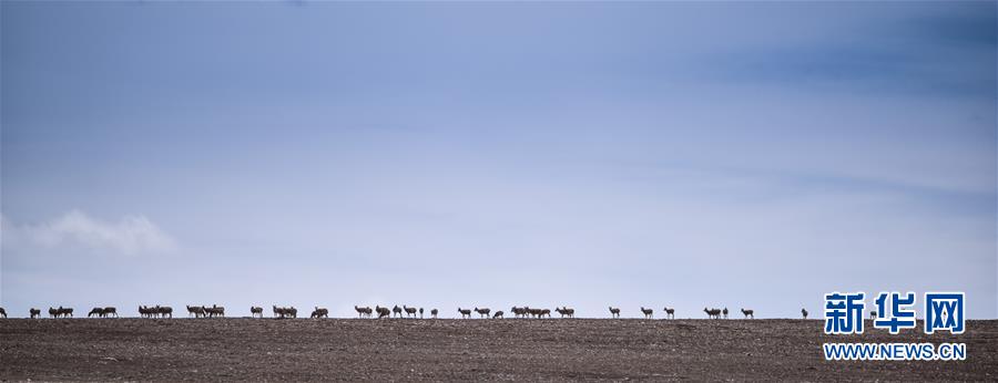 （新媒體專線&middot;圖文互動）（4）一參與殺害&ldquo;改革先鋒&rdquo;杰桑&middot;索南達杰的嫌犯被抓獲