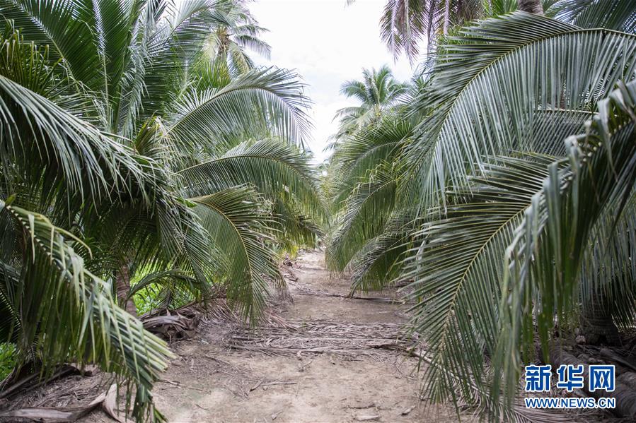 (第三屆進(jìn)博會·圖文互動)(7)通訊:椰香飄進(jìn)進(jìn)博會 市場開放共繁榮——一名泰國椰商的心聲