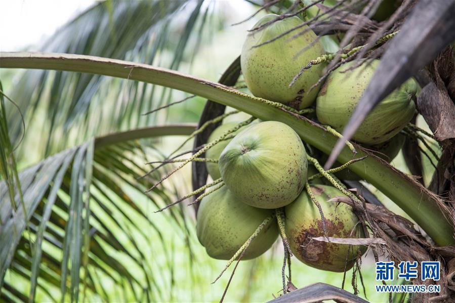 (第三屆進(jìn)博會·圖文互動)(8)通訊:椰香飄進(jìn)進(jìn)博會 市場開放共繁榮——一名泰國椰商的心聲