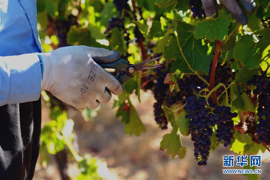 （第三屆進(jìn)博會&middot;圖文互動）（2）專訪：進(jìn)博會是了解中國市場的好機(jī)會&mdash;&mdash;訪澳大利亞諾瓦維塔葡萄酒集團(tuán)創(chuàng)始人卡臣