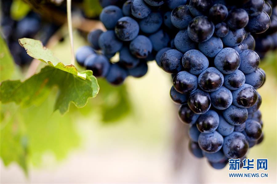 （第三屆進(jìn)博會&middot;圖文互動）（4）專訪：進(jìn)博會是了解中國市場的好機(jī)會&mdash;&mdash;訪澳大利亞諾瓦維塔葡萄酒集團(tuán)創(chuàng)始人卡臣