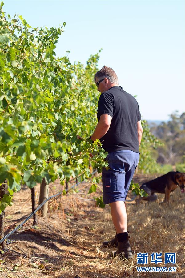 （第三屆進(jìn)博會&middot;圖文互動）（8）專訪：進(jìn)博會是了解中國市場的好機(jī)會&mdash;&mdash;訪澳大利亞諾瓦維塔葡萄酒集團(tuán)創(chuàng)始人卡臣