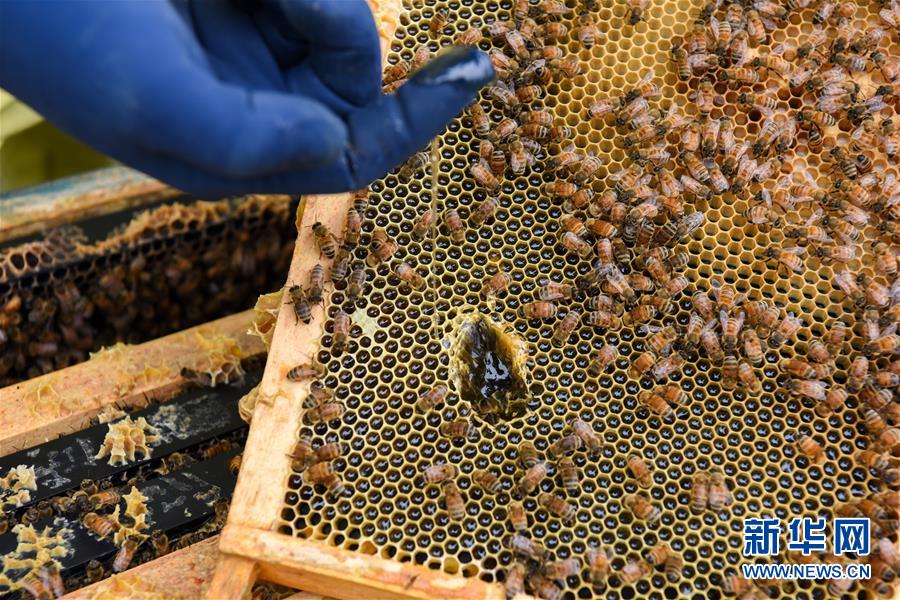 （第三屆進(jìn)博會(huì)&middot;圖文互動(dòng)）（6）通訊：新西蘭的進(jìn)博會(huì)味道，甜