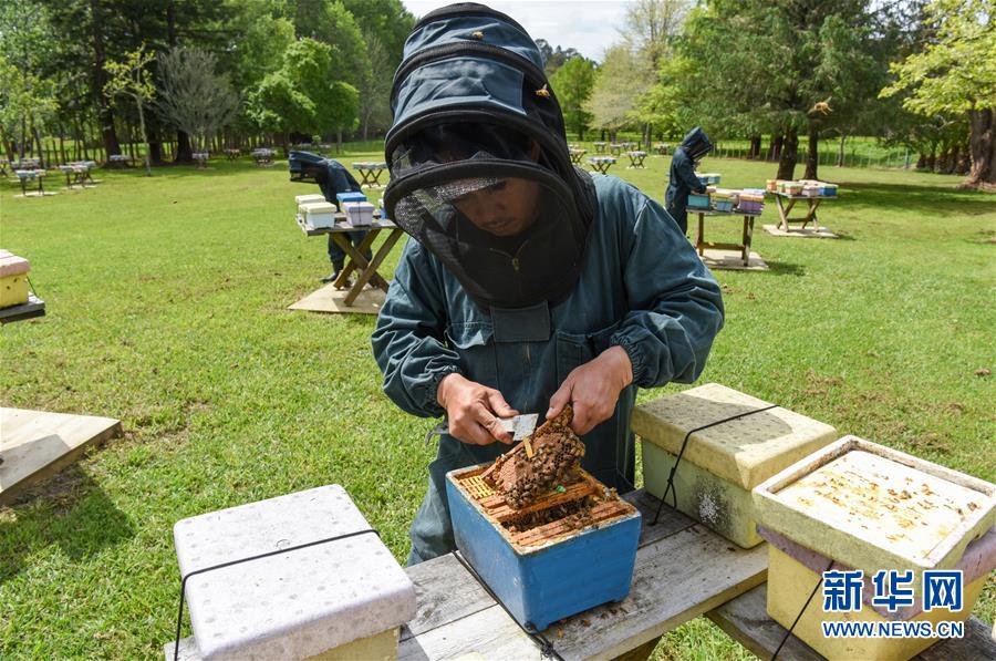 （第三屆進博會&middot;圖文互動）（7）通訊：新西蘭的進博會味道，甜
