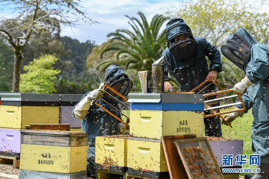 （第三屆進博會&middot;圖文互動）（8）通訊：新西蘭的進博會味道，甜