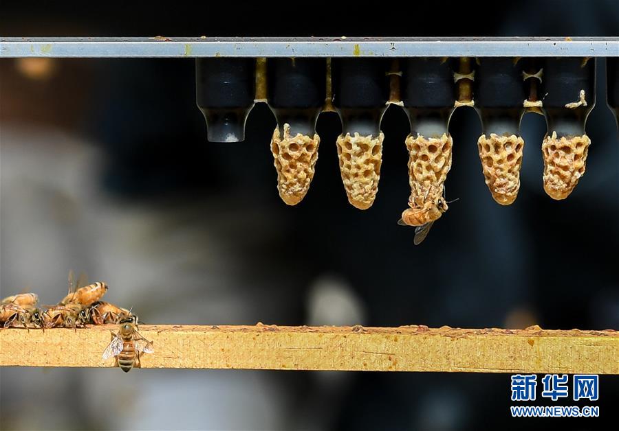 （第三屆進博會&middot;圖文互動）（9）通訊：新西蘭的進博會味道，甜