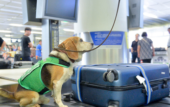 最萌&ldquo;特工隊(duì)&rdquo;能聞出箱子里的違禁品