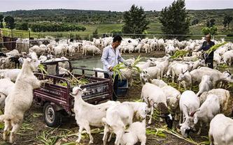 感受&ldquo;毛烏素&rdquo;的生機(jī)