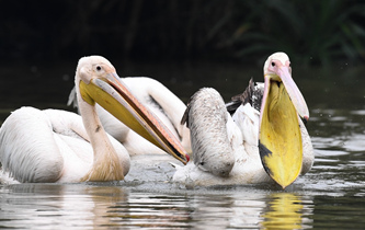 白鵜鶘&ldquo;作客&rdquo;?？? />  
<div>白鵜鶘“作客”海口</div>
</a>
<a href=