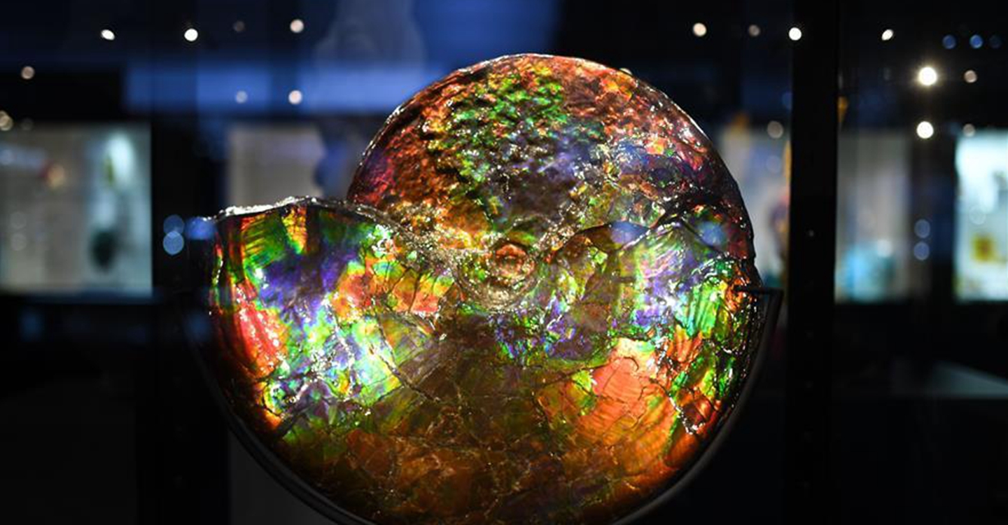 進(jìn)博會(huì)觀展體驗(yàn)：多彩&middot;絢爛&middot;未來(lái)感