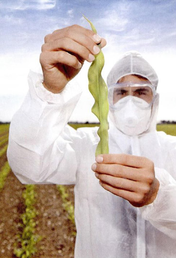 轉(zhuǎn)基因&ldquo;轉(zhuǎn)&rdquo;的是什么？