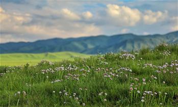 原子城：鮮花開滿草原
